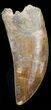Curved Carcharodontosaurus Tooth - Serrated #32410-1